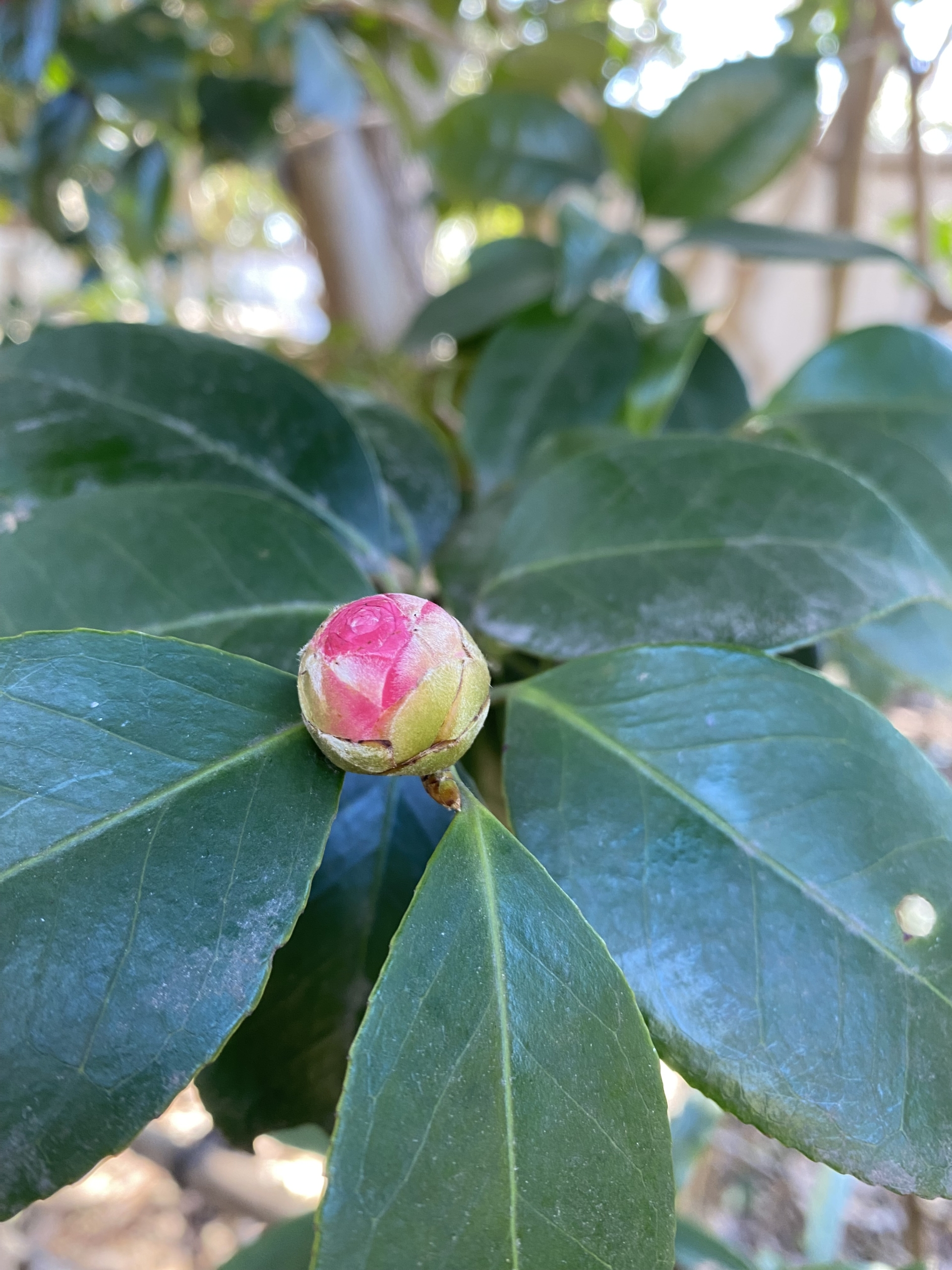 ツバキ(園芸種)